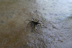 Lycosidae