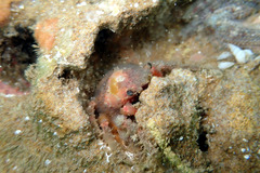 Schizophrys rufescens