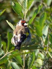 Carduelis carduelis
