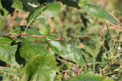 Sympetrum striolatum
