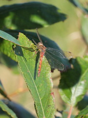 Sympetrum striolatum