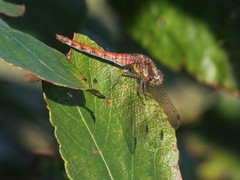 Sympetrum striolatum