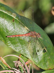 Sympetrum striolatum
