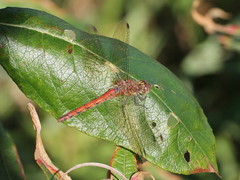 Sympetrum striolatum