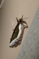 Stenoloba jankowskii