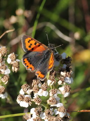 Lycaena phlaeas
