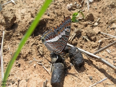 Charaxes saturnus saturnus