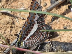 Charaxes saturnus saturnus