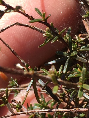 Hypericum lloydii, photograph 1