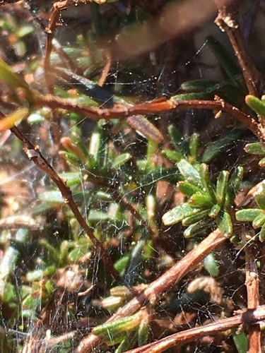 Hypericum lloydii, photograph 2