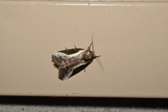 Stenoloba jankowskii