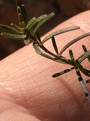 Hypericum lloydii, photograph 3
