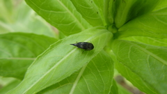 Variimorda villosa
