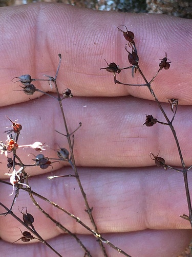 Hypericum lloydii, photograph 4