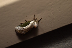 Stenoloba jankowskii