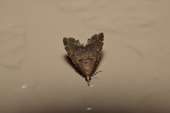 Diplopseustis perieresalis