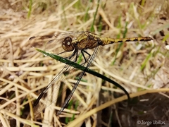 Erythrodiplax cleopatra