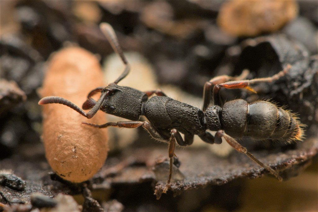 Ectomomyrmex leeuwenhoeki