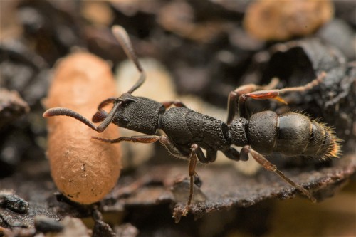 列氏扁头猛蚁Ectomomyrmex leeuwenhoeki