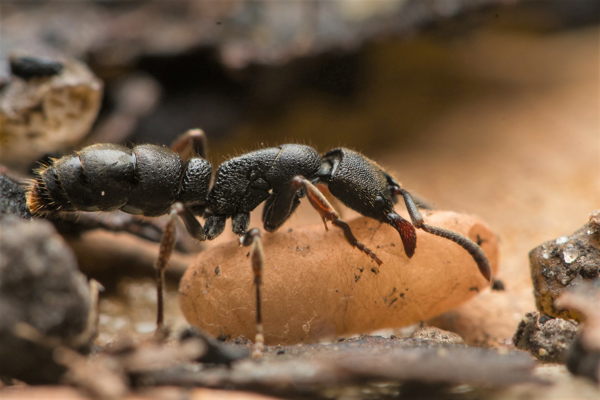 Genus Ectomomyrmex · iNaturalist