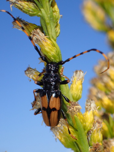 Long-jawed Longhorn Beetle