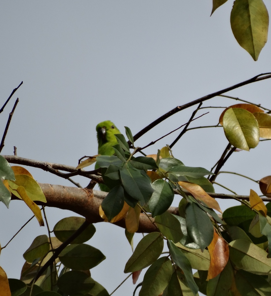 Dusky-Billed Parrotlet