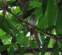 Lophotriccus eulophotes