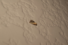 Maliattha chalcogramma