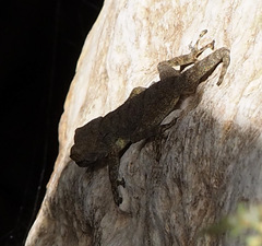 Ptyodactylus guttatus
