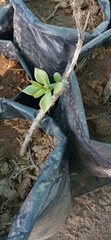 Pereskiopsis porteri