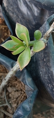 Pereskiopsis porteri