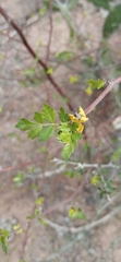 Bursera laxiflora