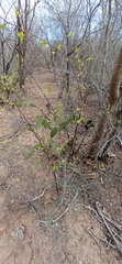 Bursera laxiflora