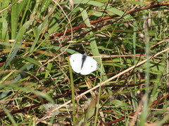 Pieris rapae
