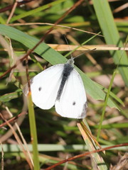 Pieris rapae
