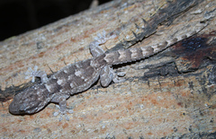 Tarentola ephippiata ephippiata