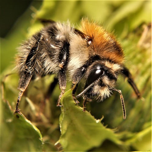 Common Carder Bumble Bee, photo 7 of 9