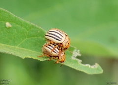Leptinotarsa texana