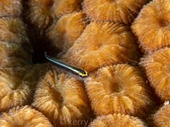 Elacatinus cayman