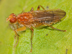 Norellisoma spinimanum