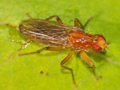 Norellisoma spinimanum