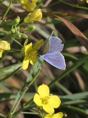 Polyommatus icarus