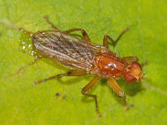 Norellisoma spinimanum