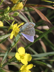 Polyommatus icarus