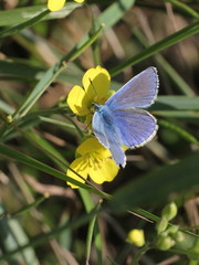Polyommatus icarus