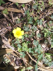 Oxalis conorrhiza