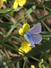 Polyommatus icarus