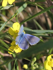 Polyommatus icarus