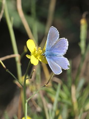 Polyommatus icarus