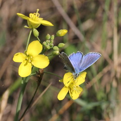 Polyommatus icarus
